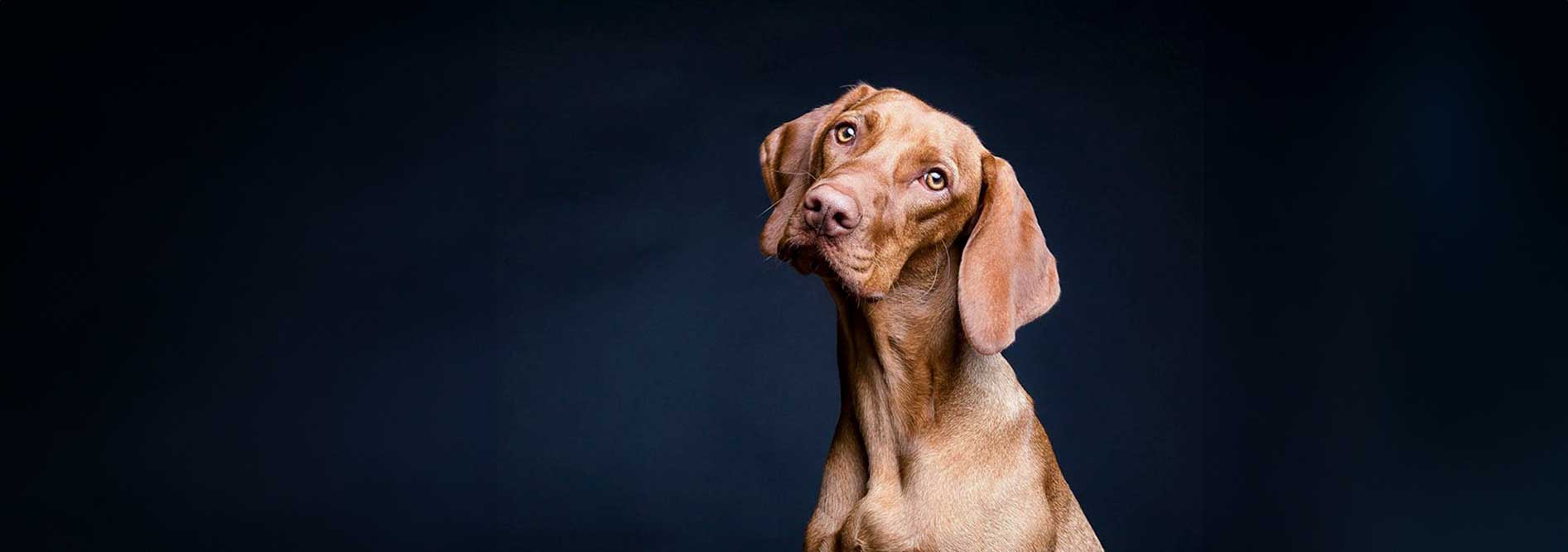 Vizsla fotó